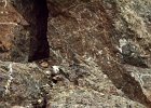 Zwarte roodstaart (black redstart) (Phoenicurus ochruros) - kloof bij Yolin Am 21-08-2016 (3)